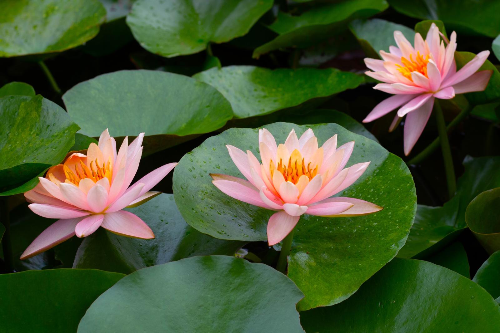 Pink lotus flowers bloom among lily pads on a calm pond.