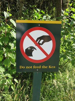 do not feed the kea birds