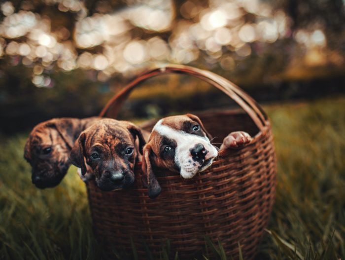 The Dog Basket - Puppies in basket